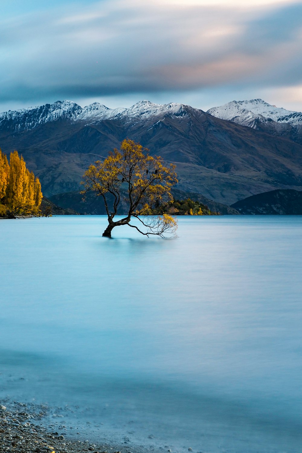 brown tree on body of water near mountain during daytime