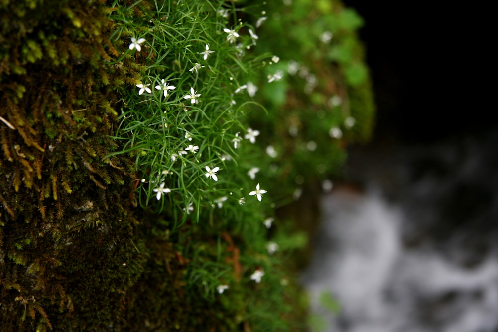 green plant on brown soil