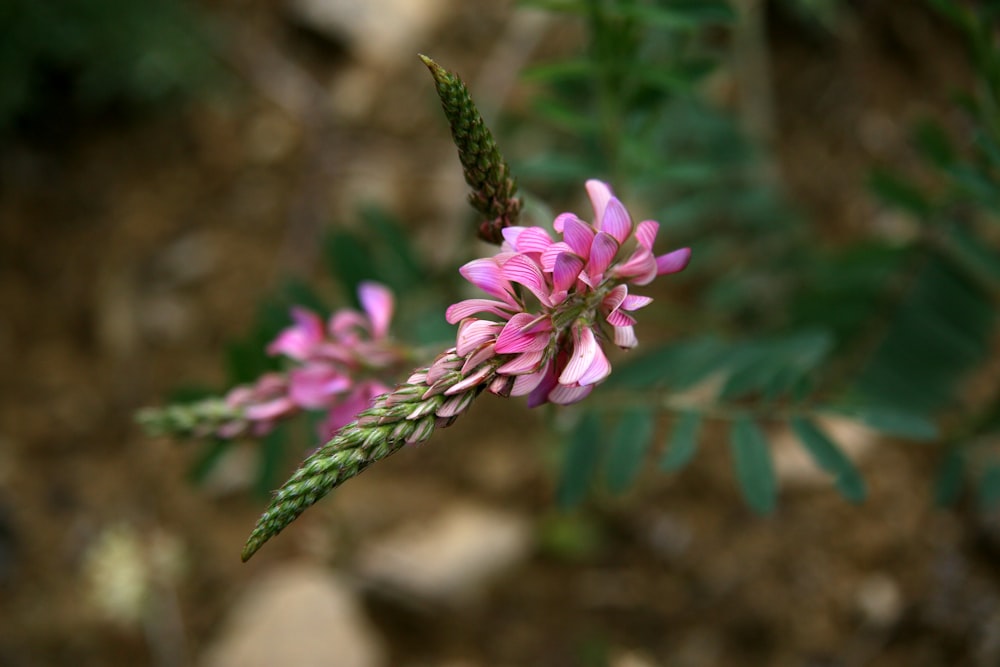 pink flowers in tilt shift lens