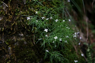 Delicate wildflowers emerging through a blanket of deep green moss.