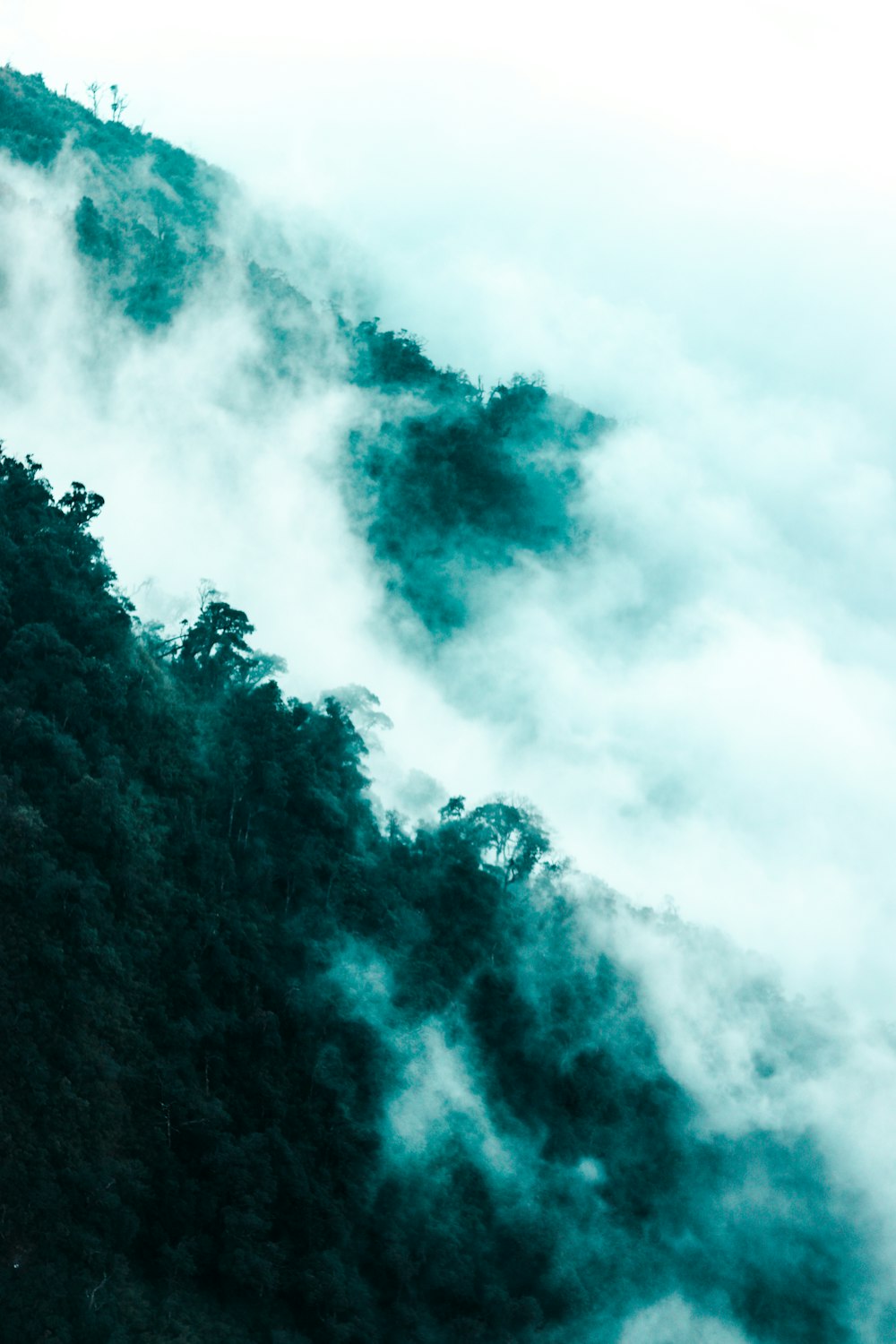 green trees under white clouds