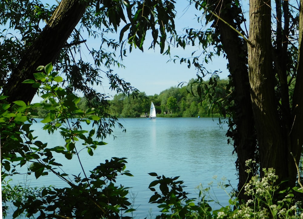 alberi verdi vicino allo specchio d'acqua durante il giorno