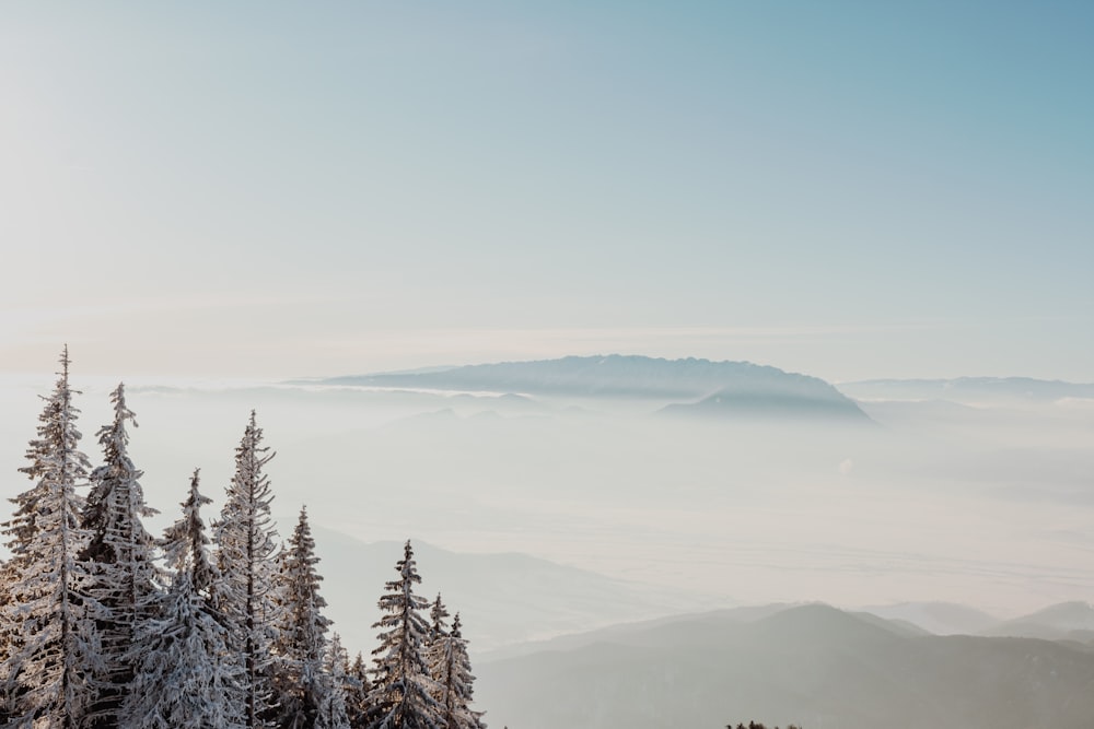 green pine tree on top of mountain during daytime