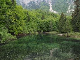 A serene lake with crystal clear water reflects the surrounding lush green forest. Tall trees border the water's edge, leading up to rocky mountains in the background. The scene is tranquil and natural, with a mix of vibrant greens and earthy tones.
