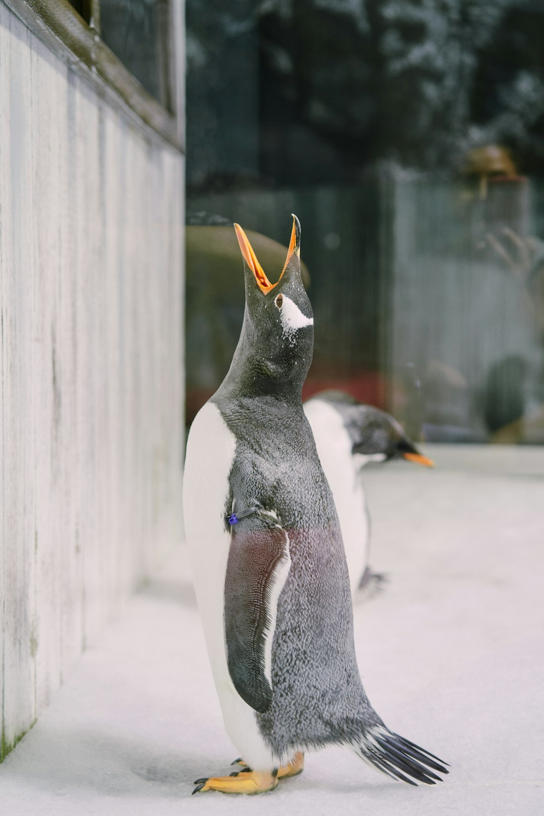 penguin standing on white sand during daytime