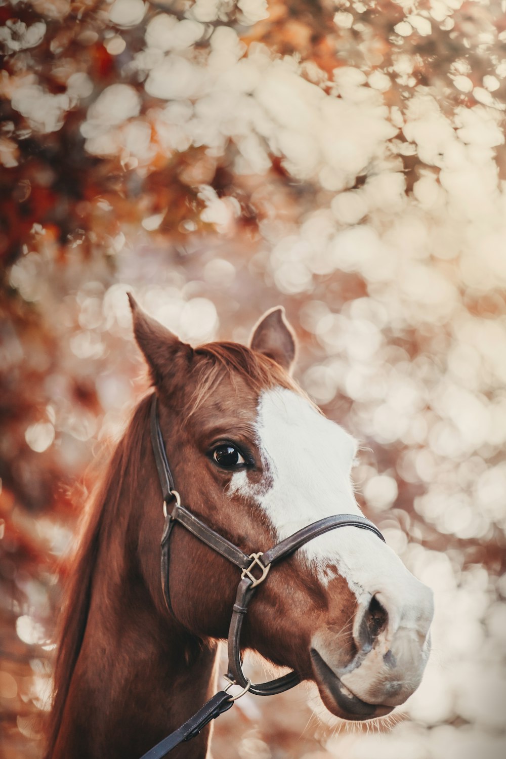 cheval brun et blanc en gros plan