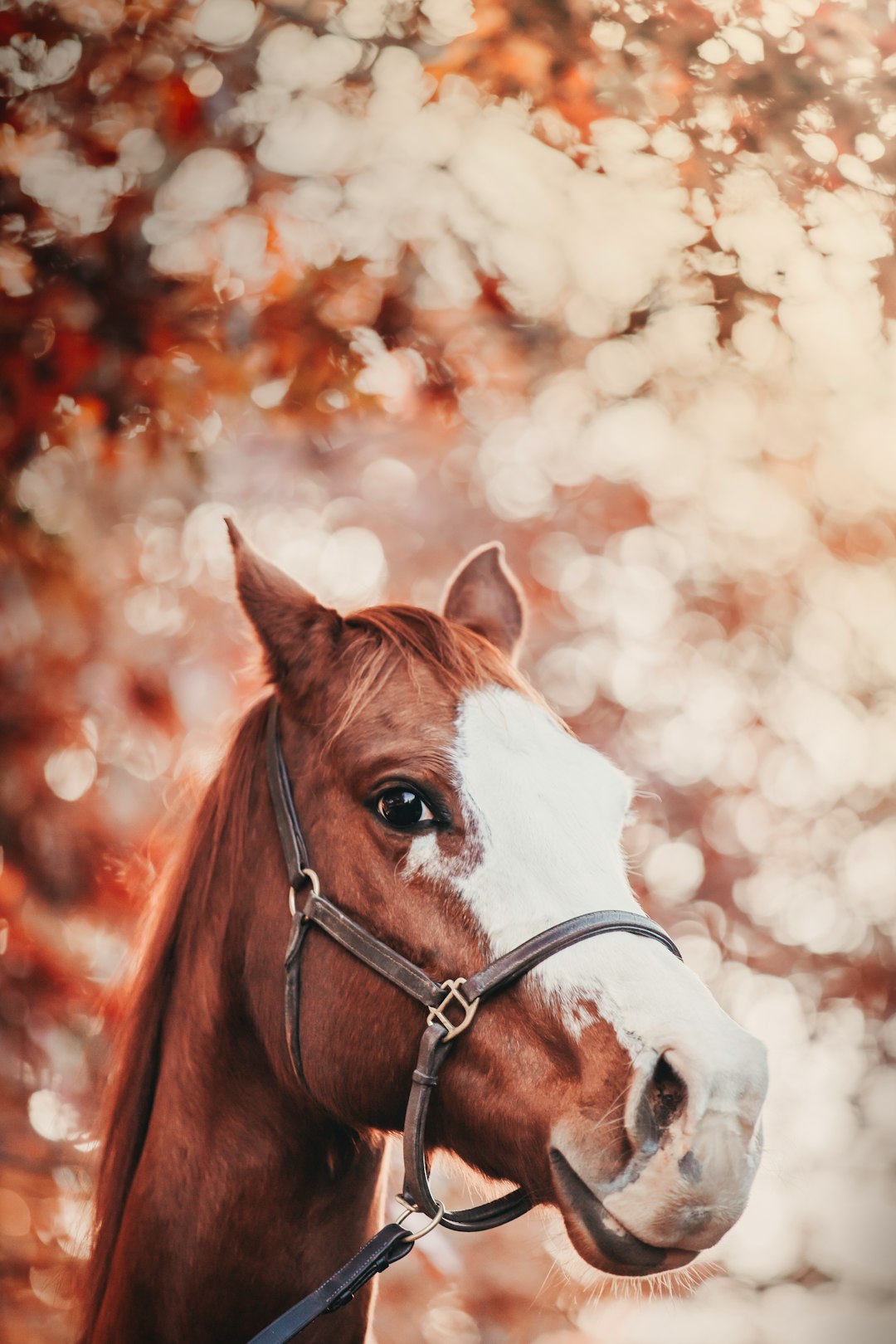 brown and white horse in close up photography