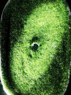 Before and after comparison showing transformation from patchy to vibrant turf.