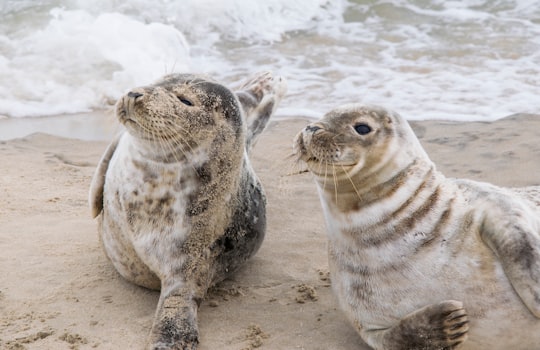 white and black seal on white sand beach during daytime in Skagen Denmark