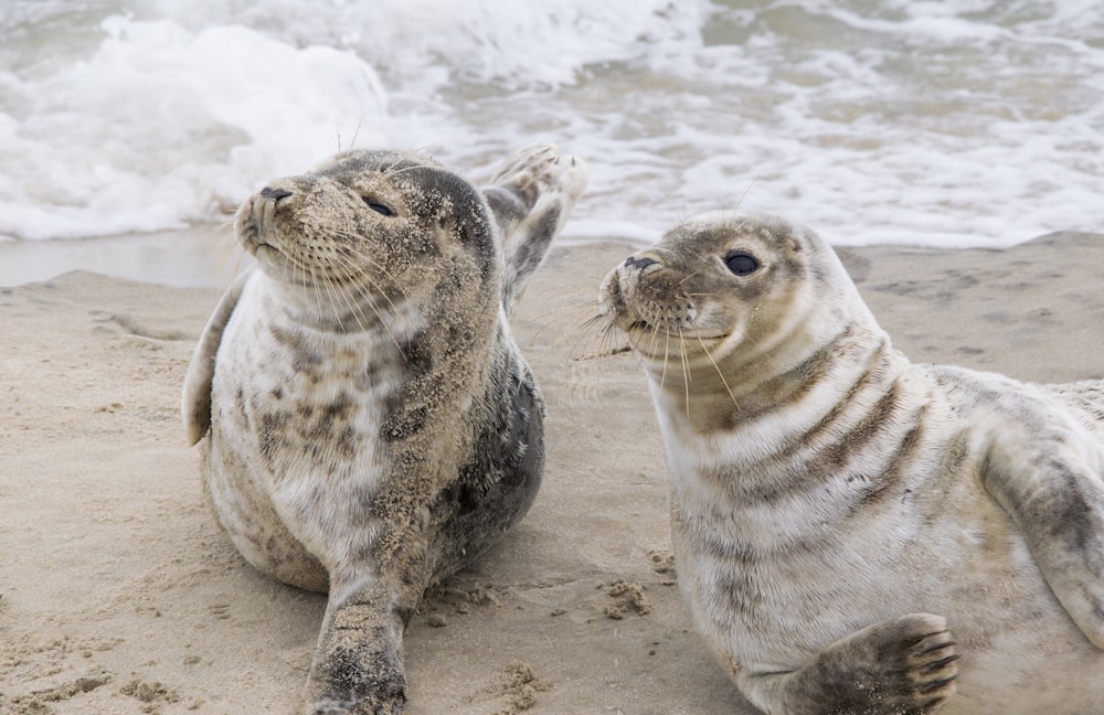 white and black seal on white sand beach during daytime