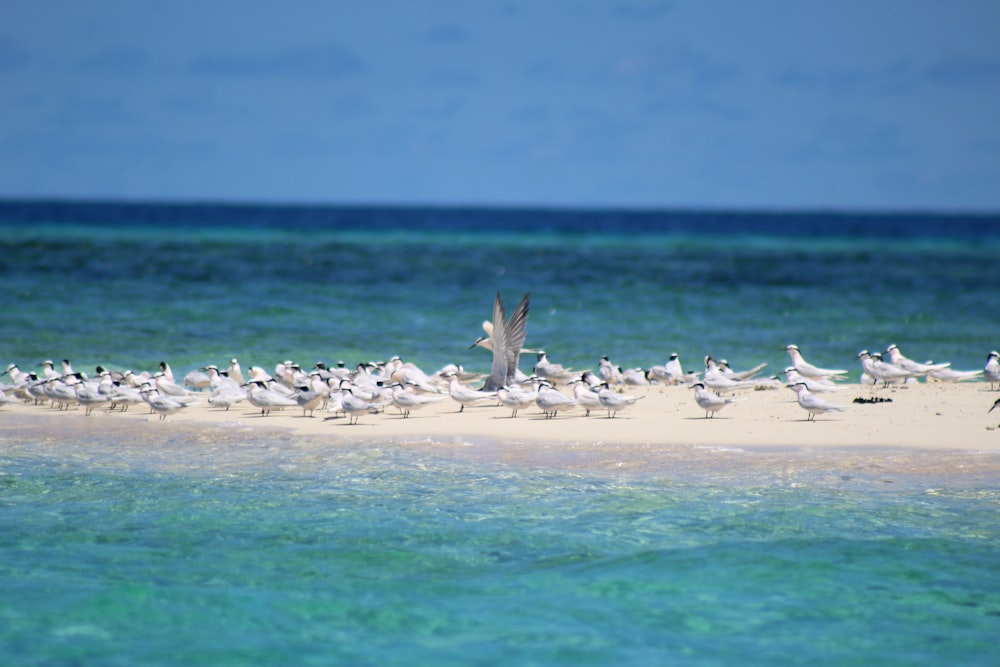 group of people on beach during daytime