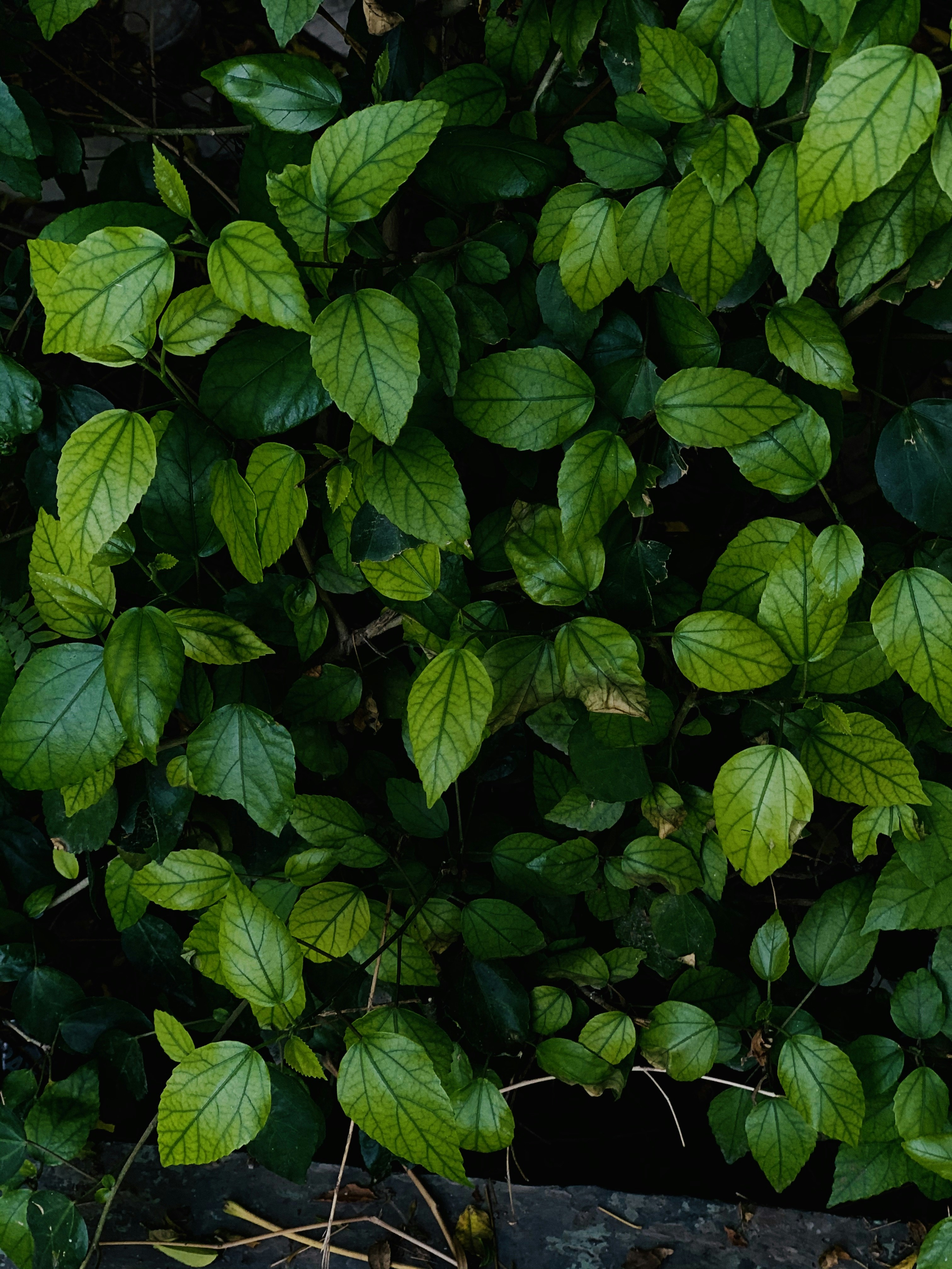 Photo by artincoherent