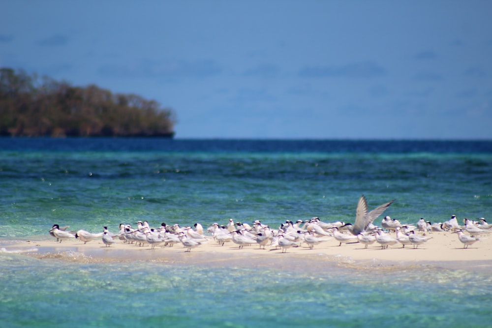 brown and white rocks on beach during daytime