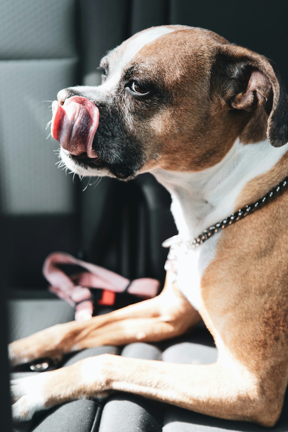 brown and white short coated dog