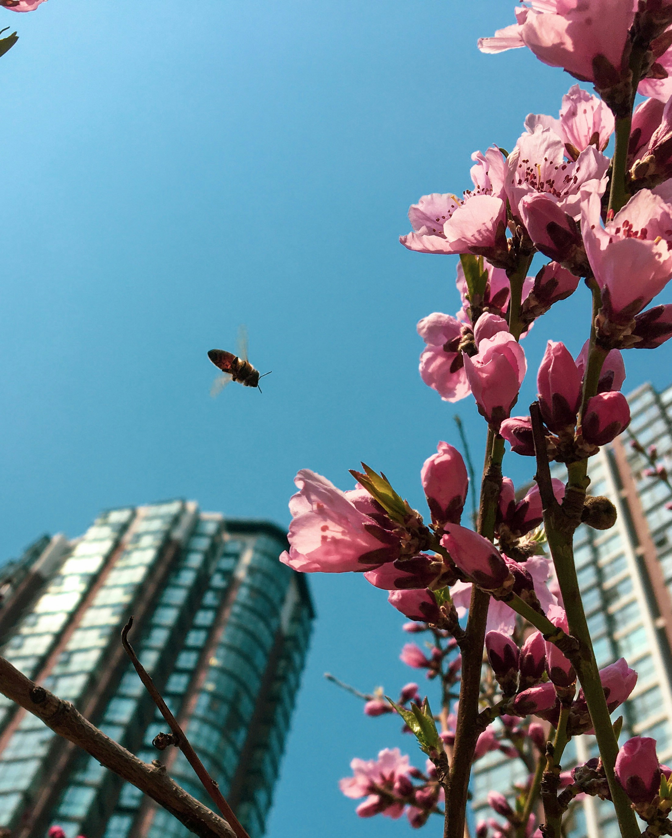 Uncover Urban Foraging: How Wild Food Heals Mind & Body