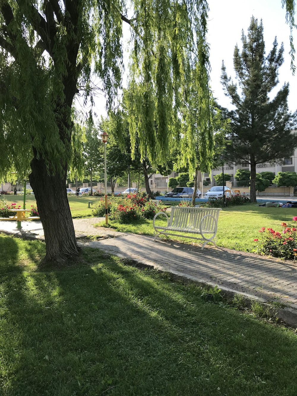 green trees on green grass field during daytime