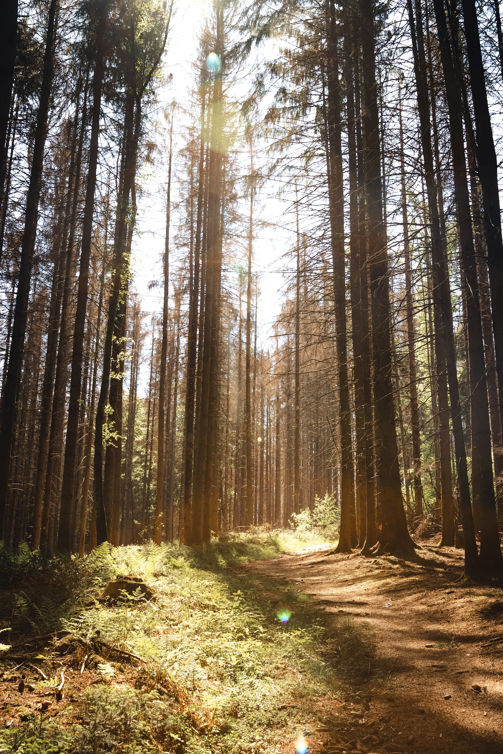 Canon EOS 77D (EOS 9000D / EOS 770D) + Canon EF 24-70mm F2.8L II USM sample photo. Brown trees on brown photography