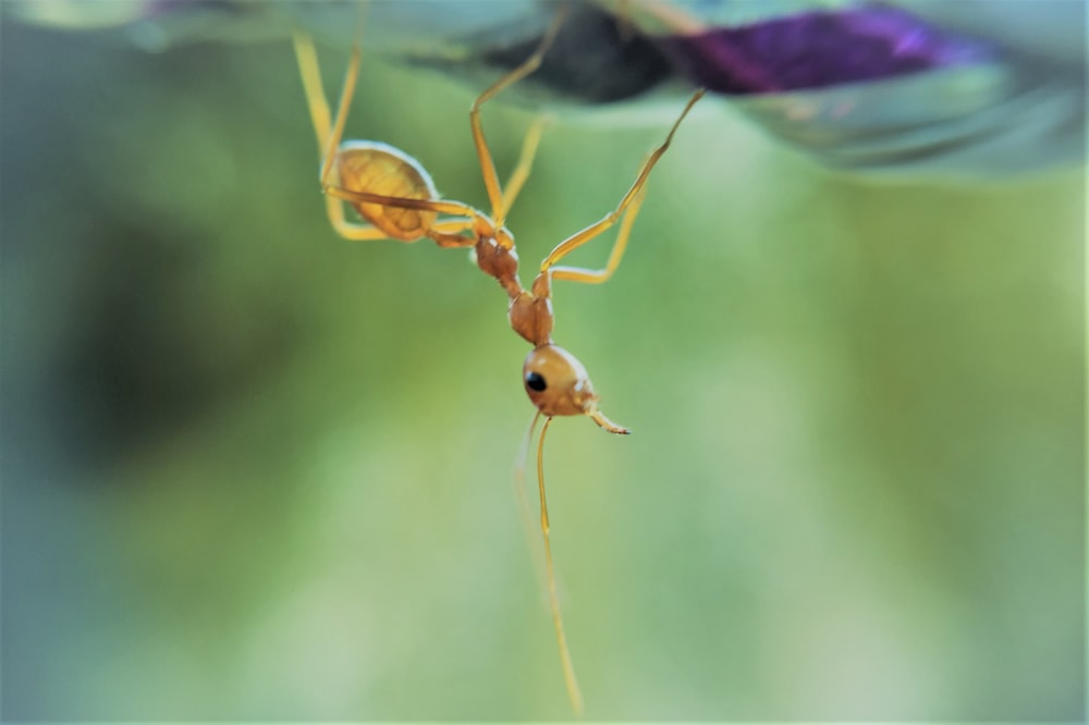 brown ant on purple and white textile