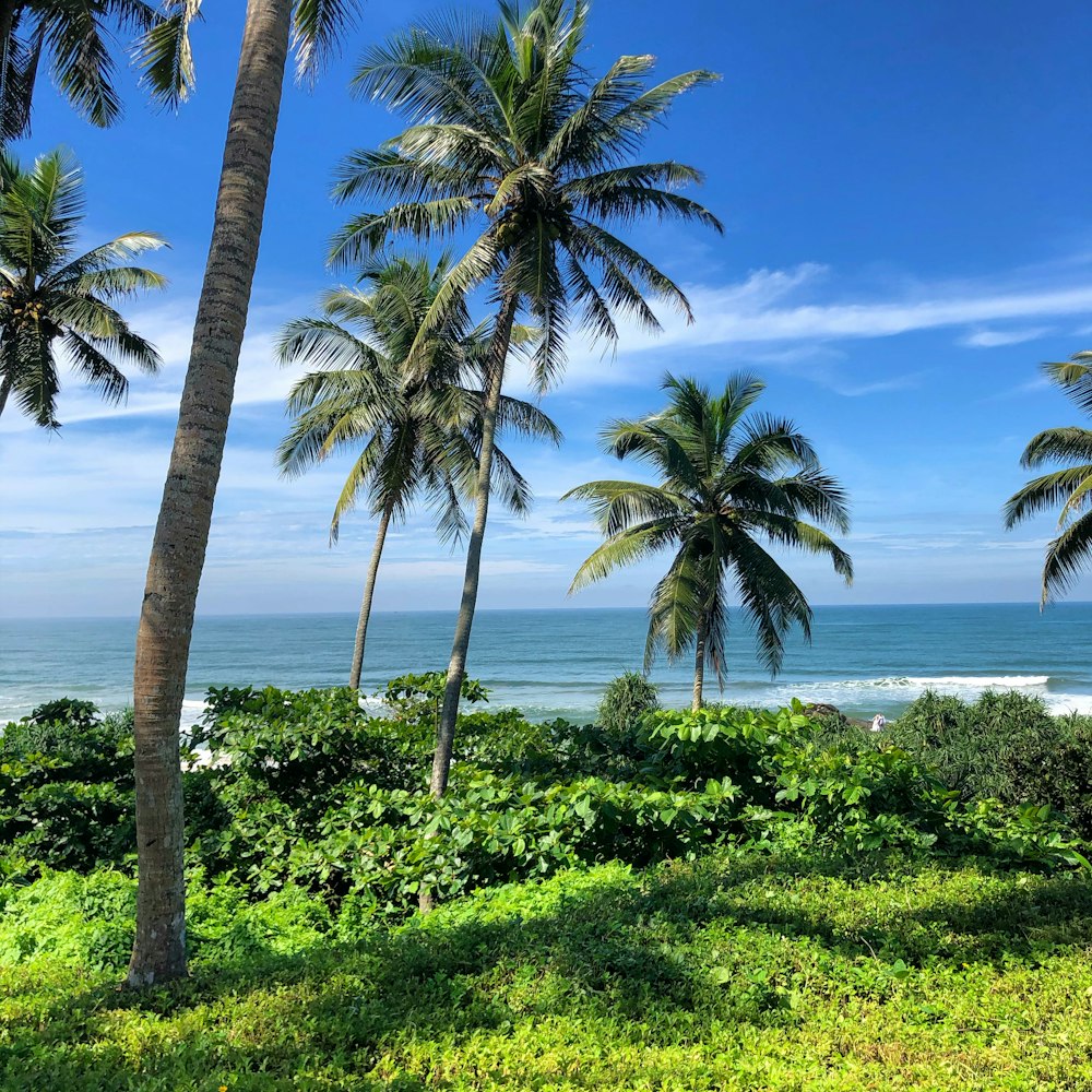 green palm trees near sea during daytime