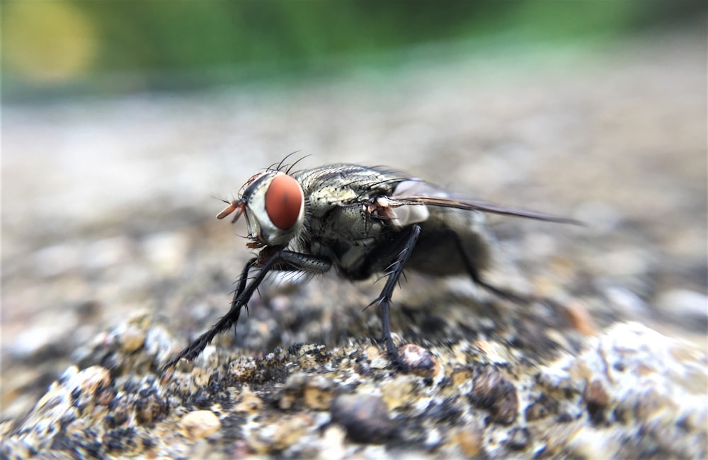 black and brown fly on purple and white flower