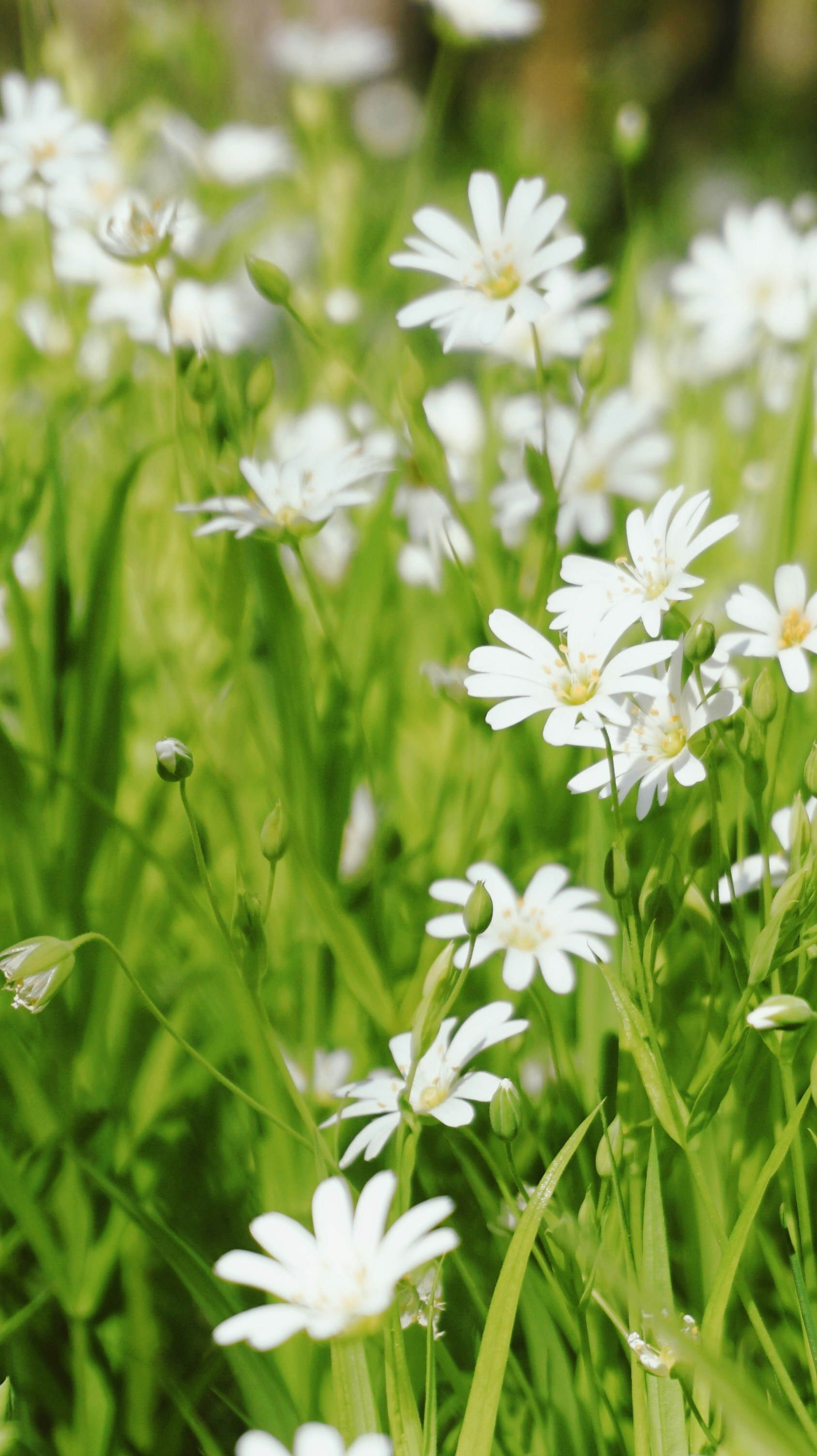 Photo by matheusfrade