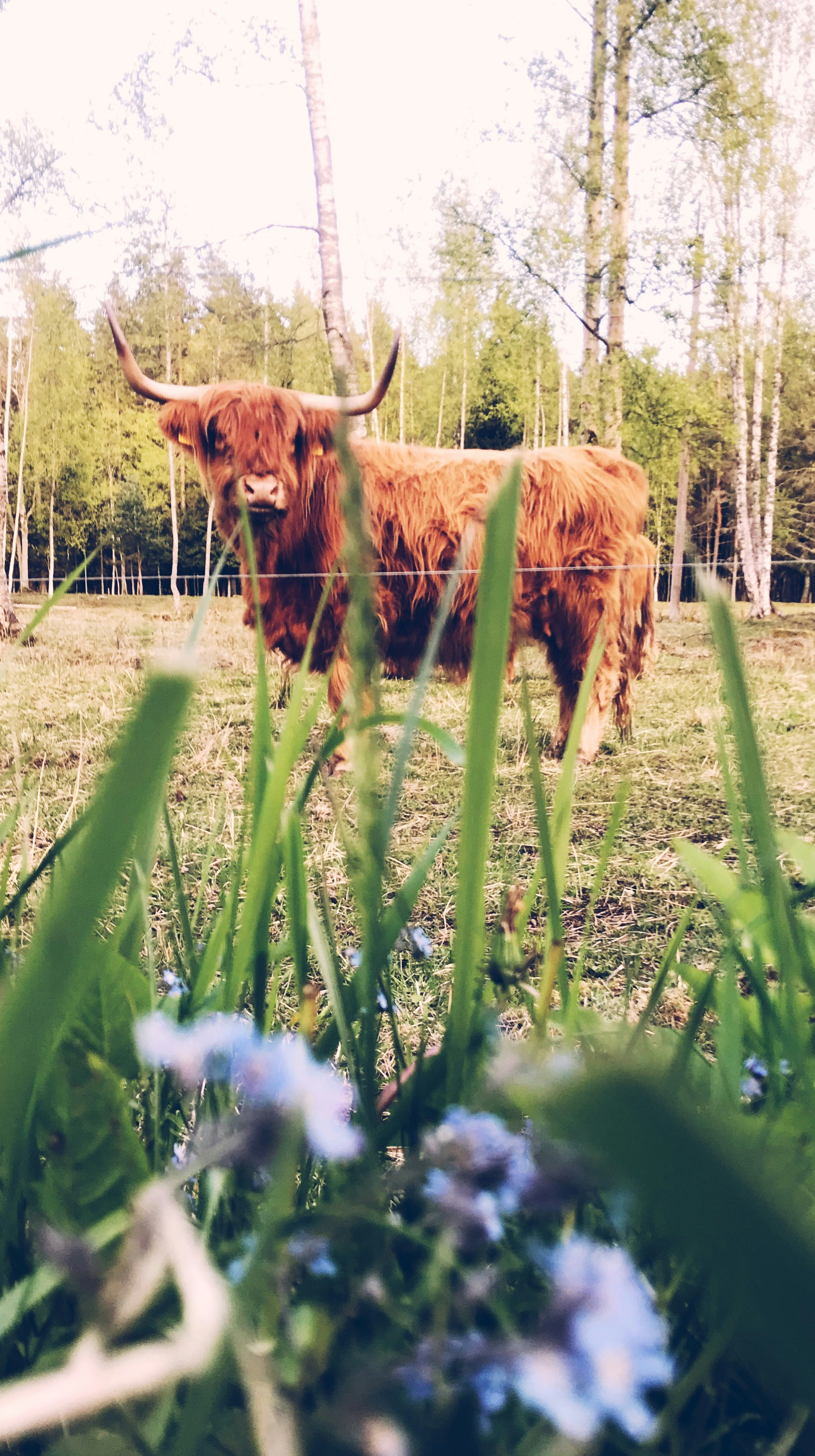 brown cow on green grass field during daytime