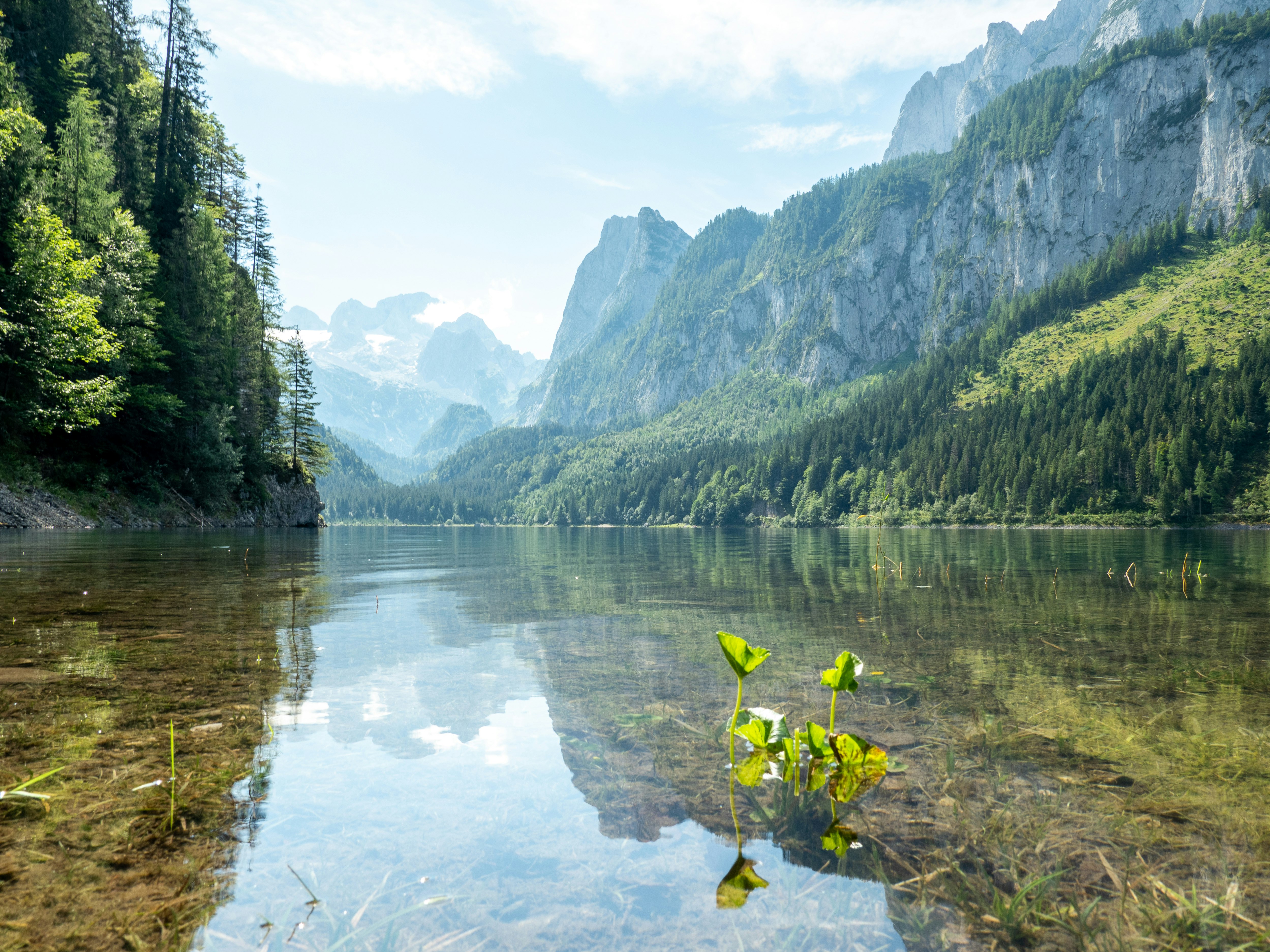 green trees near lake during daytime