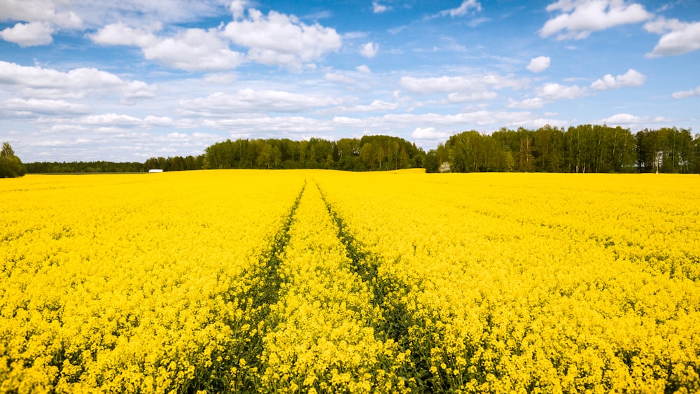 yellow flower field under blue sky during daytime