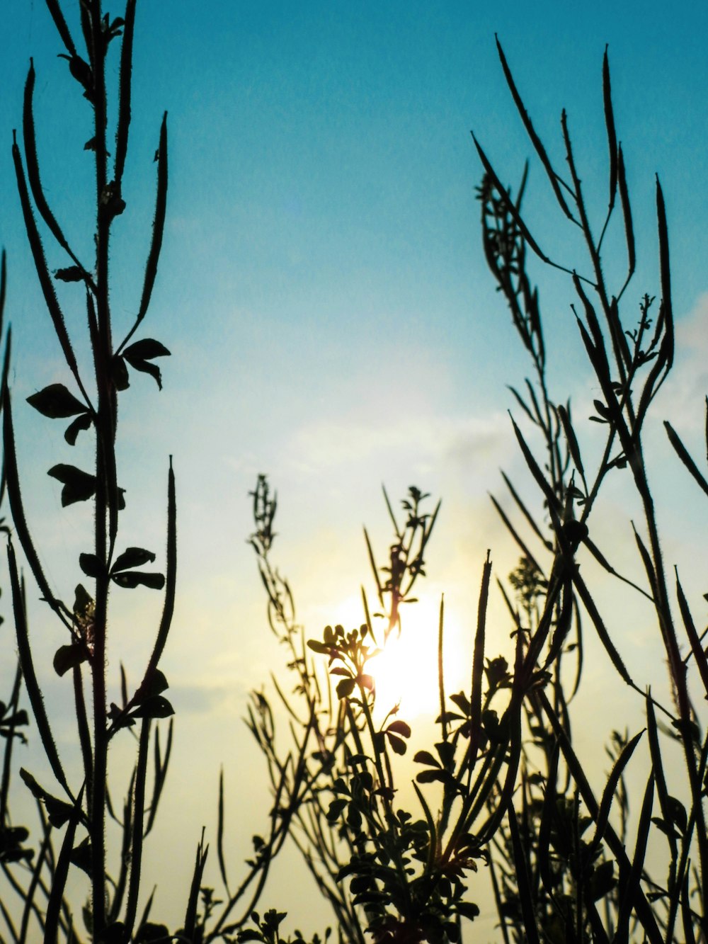 silhouette of plants during sunset