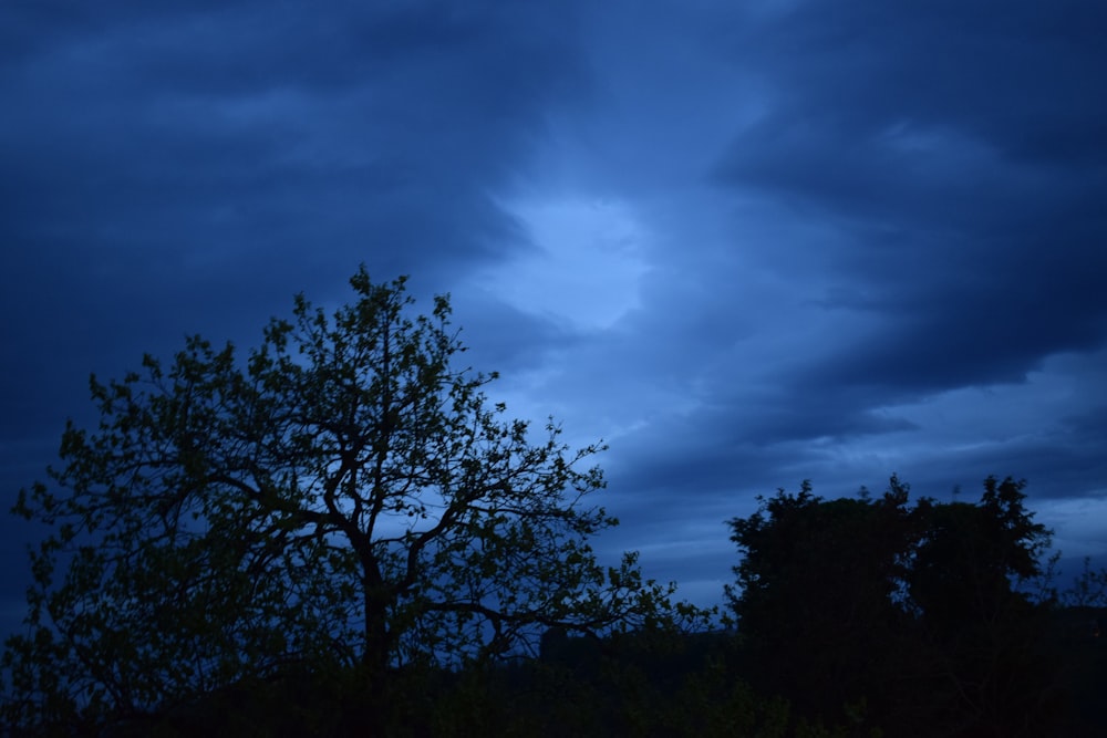 green trees under gray clouds