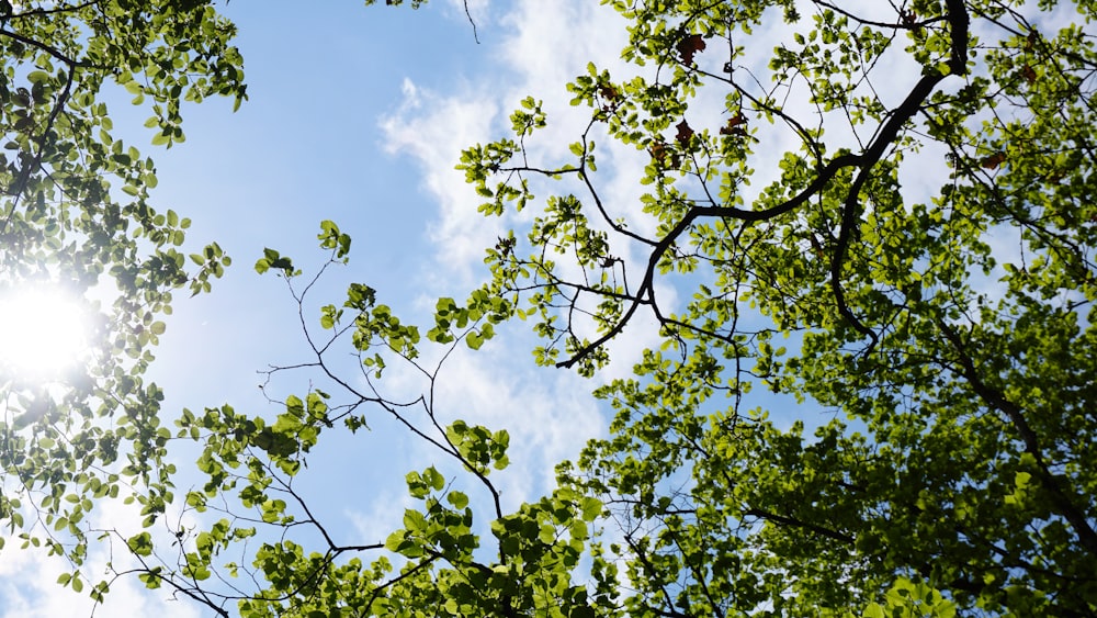 green tree under blue sky during daytime