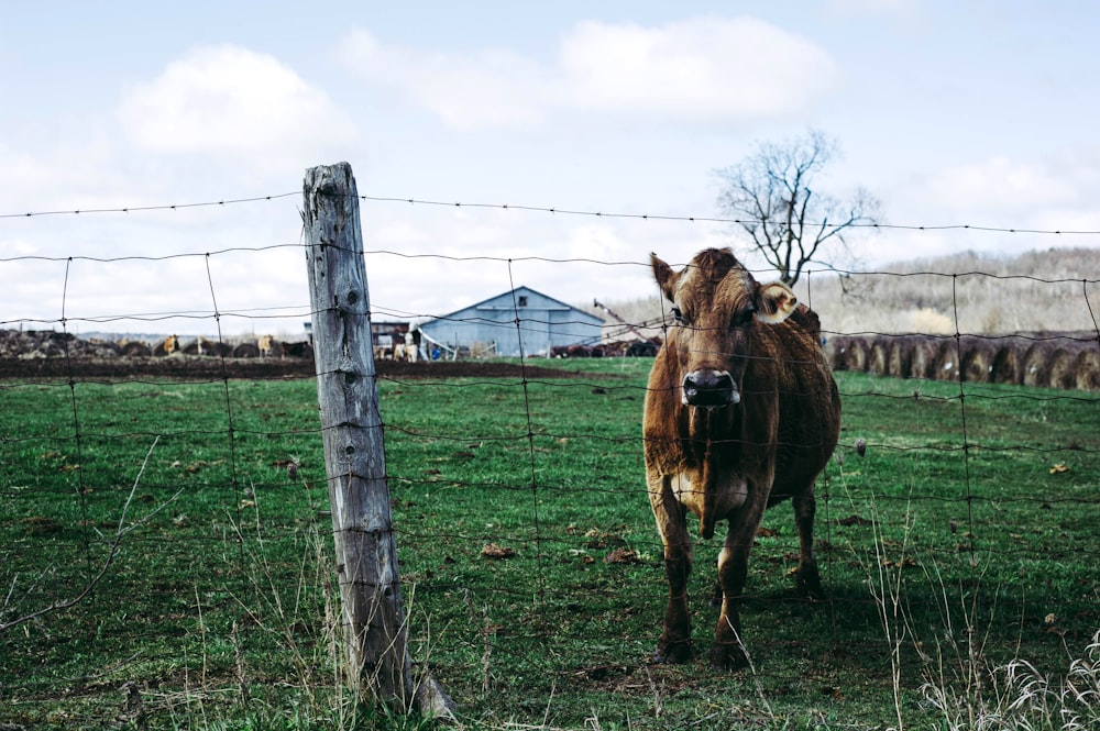 brown cow on green grass field during daytime