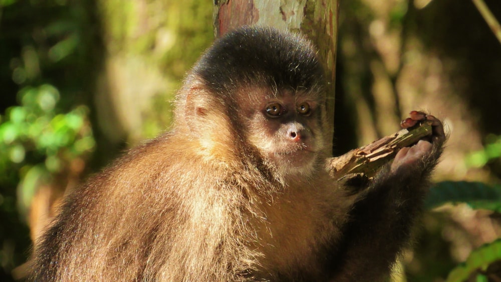 brown monkey on brown tree branch during daytime