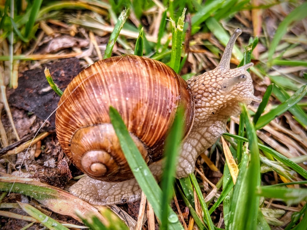 brown snail on green grass during daytime