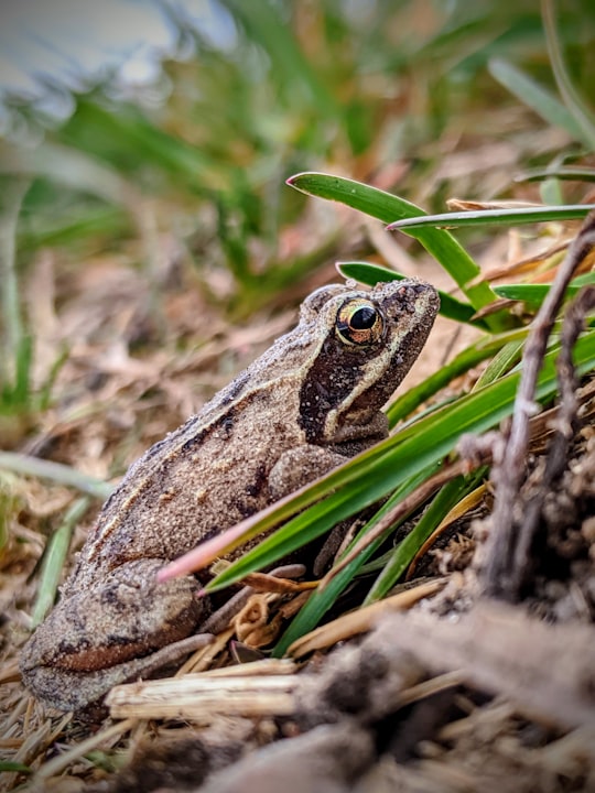 brown and black frog on green grass during daytime in Mrągowo County Poland
