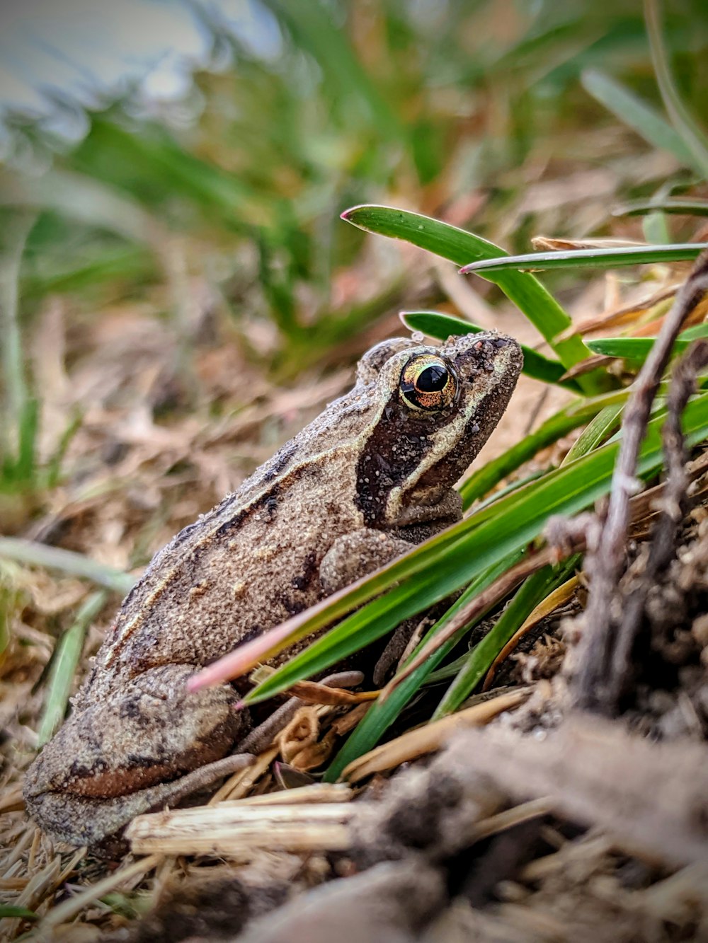 brown and black frog on green grass during daytime