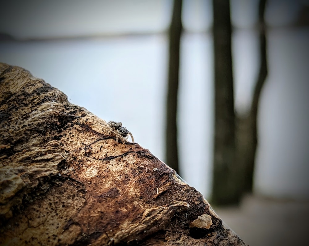 black and brown insect on brown tree trunk