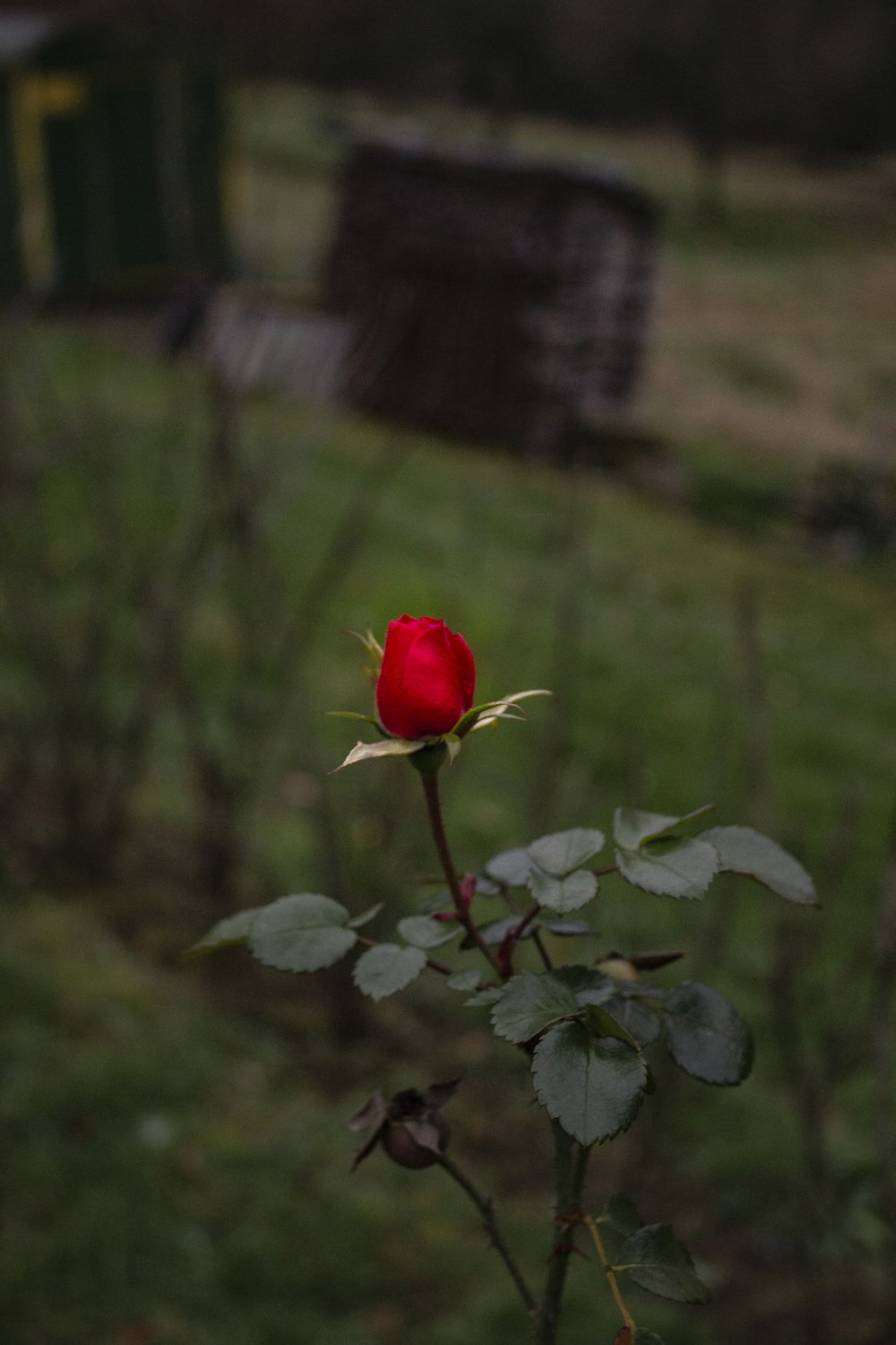 red rose in tilt shift lens