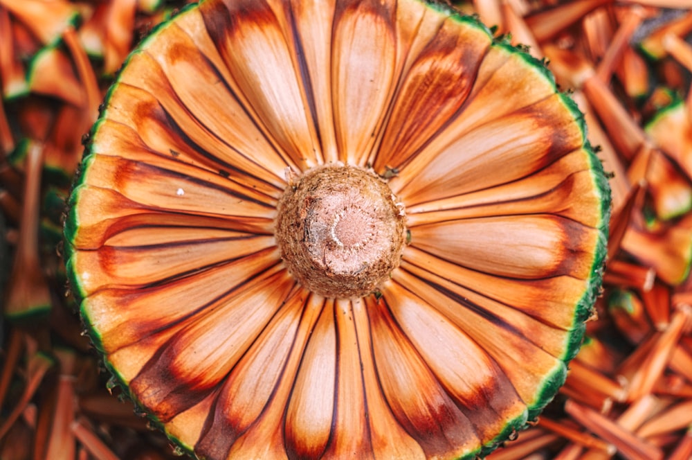 brown and white flower in macro photography