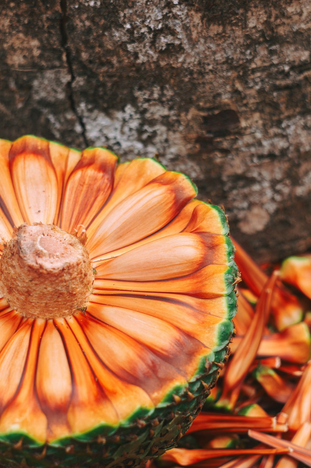 yellow and orange flower in close up photography