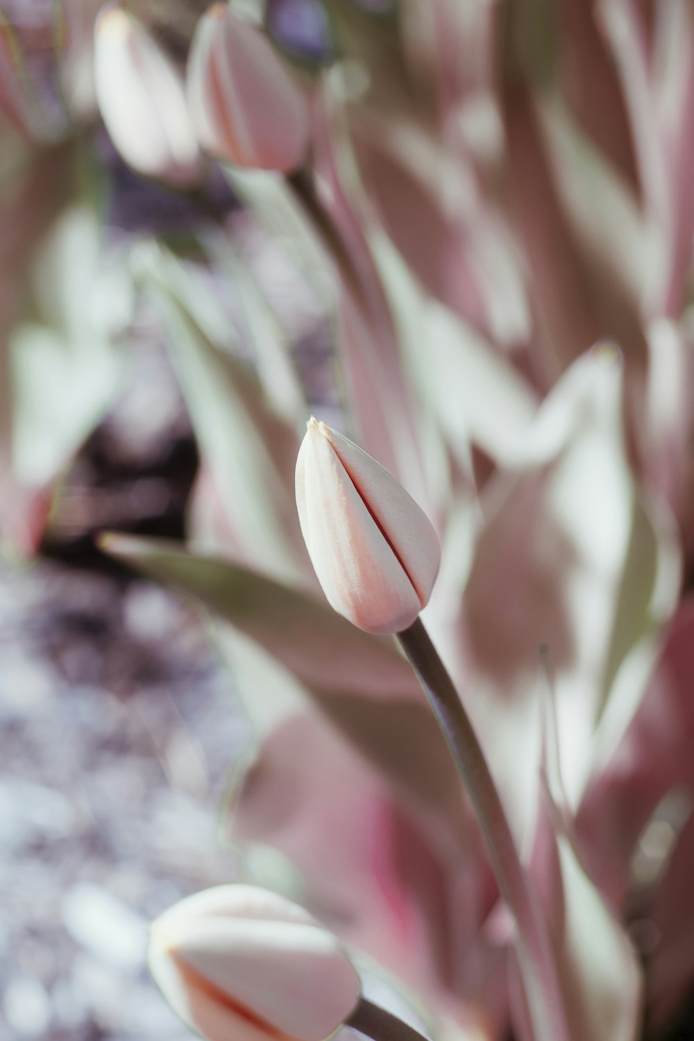 pink and white tulips in tilt shift lens