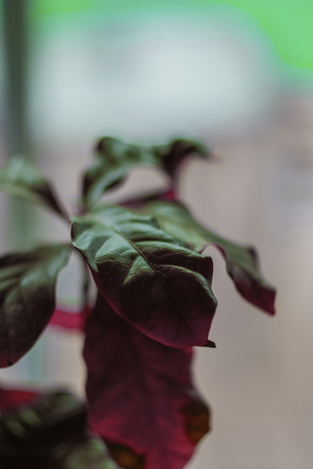 red rose in close up photography