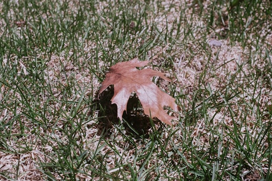 brown dried leaf on green grass in Québec Canada