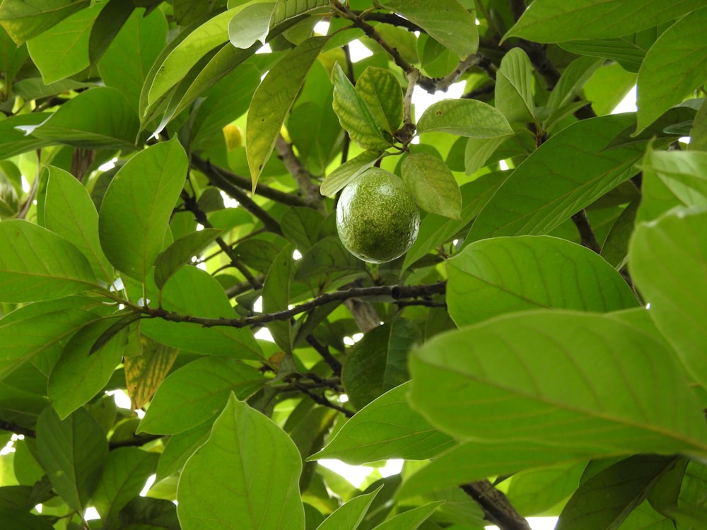 frutos redondos verdes na árvore