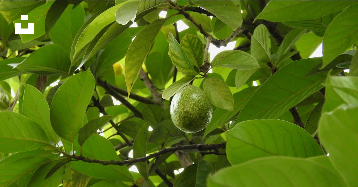 Fruit rond vert sur arbre photo – Photo Abidjan Gratuite sur Unsplash