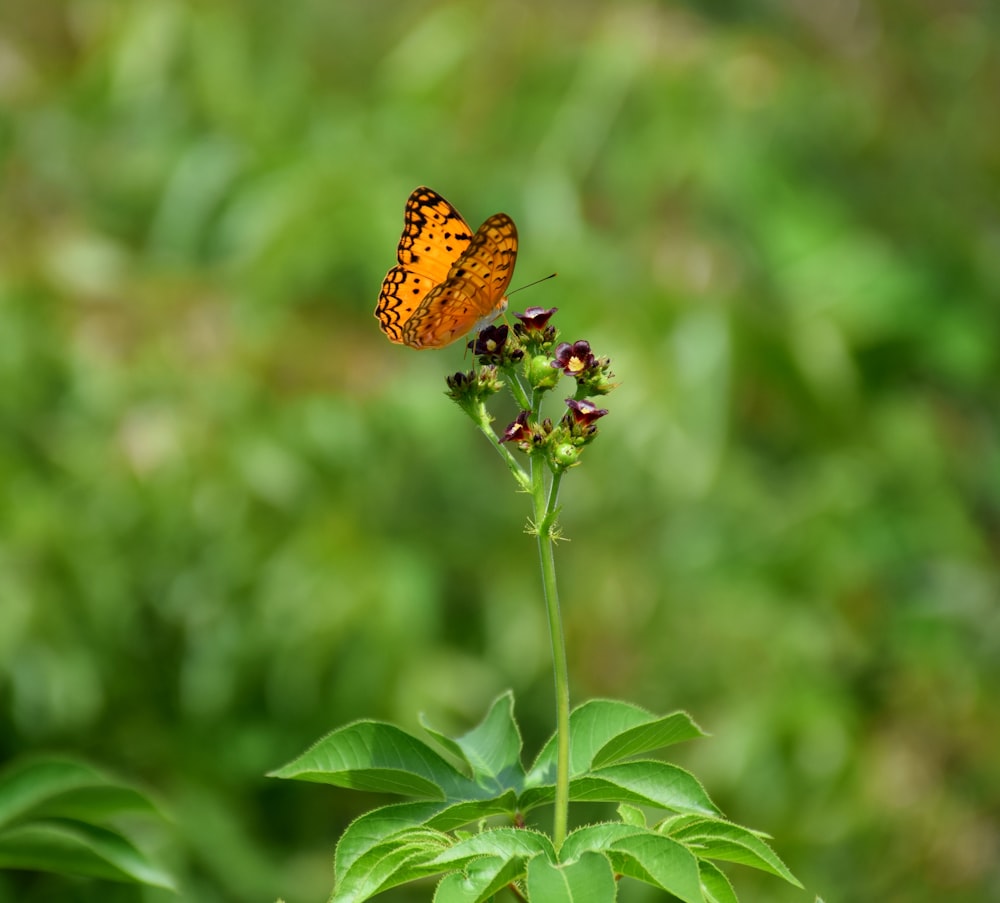brown butterfly perched on green leaf during daytime