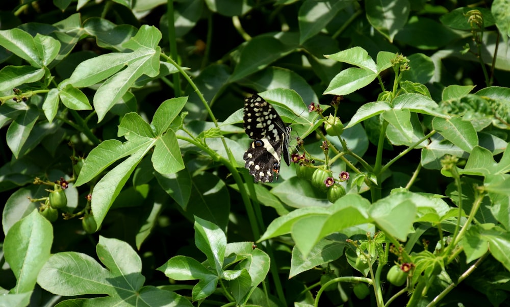 a black and white butterfly sitting on a leafy plant