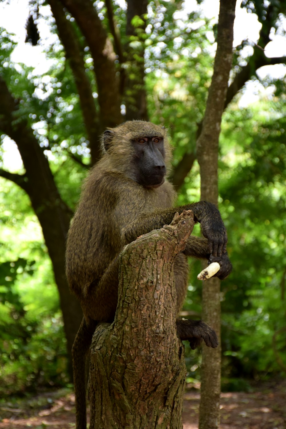 a monkey sitting on top of a tree in a forest
