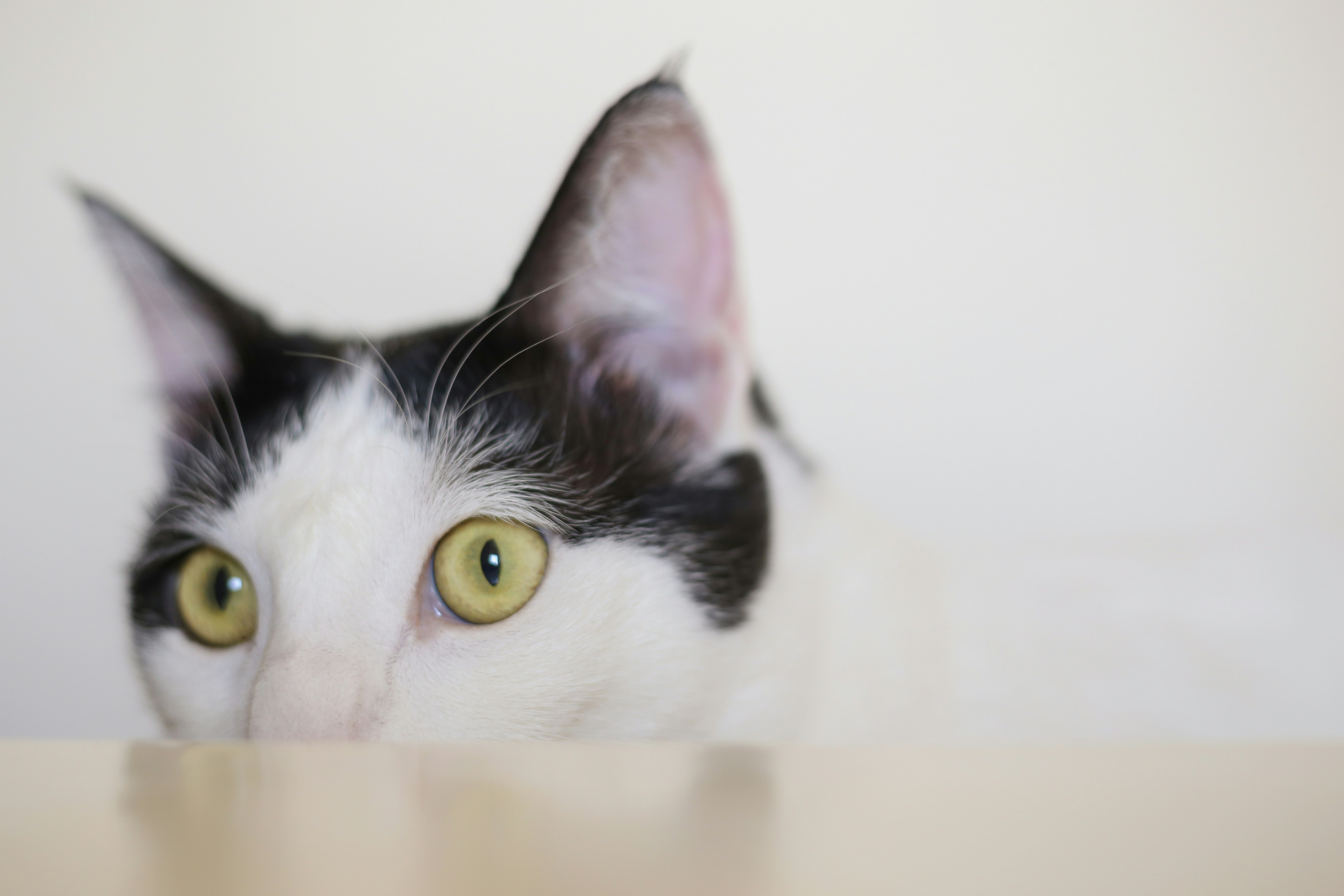 Photo by sahandbabali