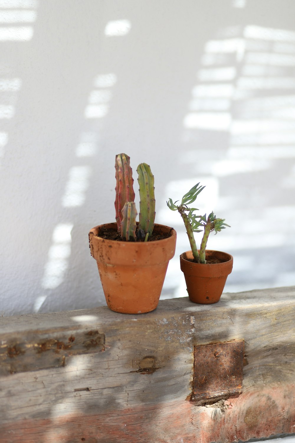 green cactus plant on brown clay pot